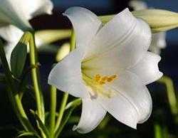 Plantas que perfuman