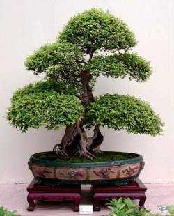 Bonsai