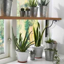 Plantas