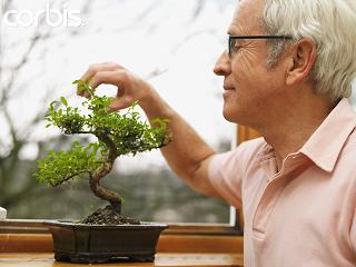 cuidado bonsai.jpg