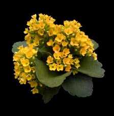 Kalanchoe.jpg