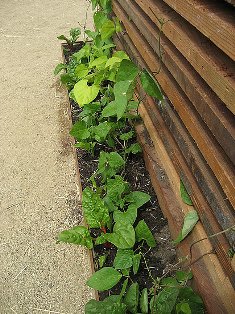 plantas.jpg