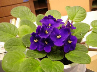 floresotono1.jpg