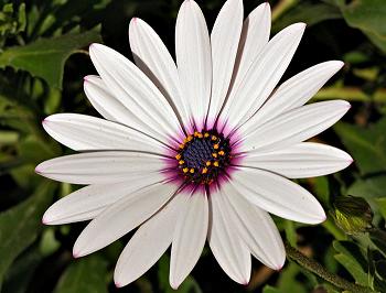 floresotono5.jpg