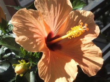 hibisco.jpg