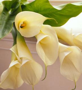 plantascasa3.jpg