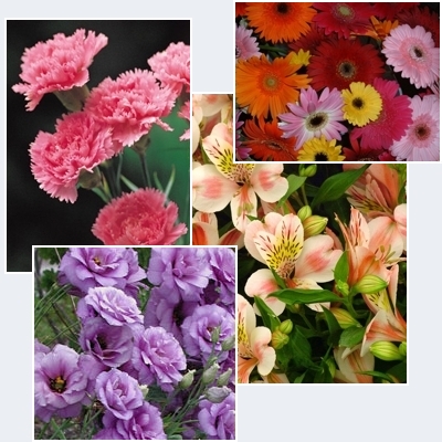 flores-01.jpg