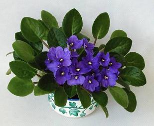 violetaafricana.jpg