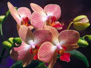 orquideas.jpg
