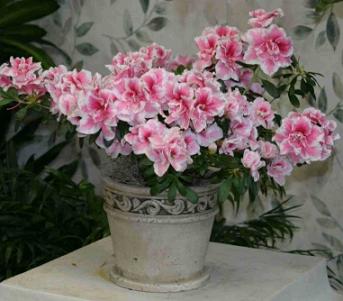 plantasdecorativas1