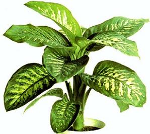 plantasdecorativas3