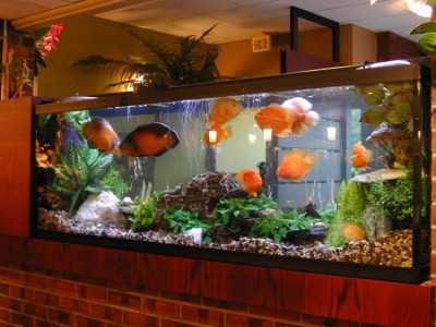 acuario-fotografia-enorme.jpg_400