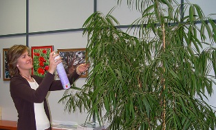 limpieza plantas