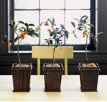 jardininterior3