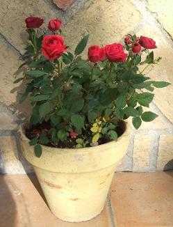rosas2