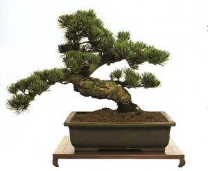 bonsai