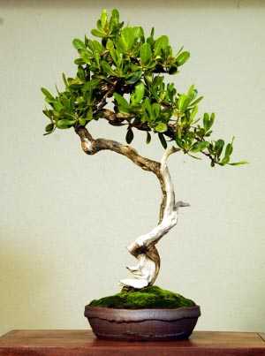bonsai bunjin