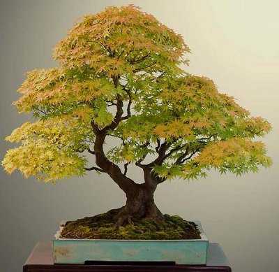 bonsai chokkan
