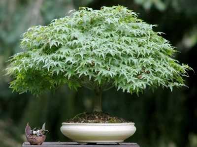bonsai hokidachi