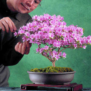bonsai-podar