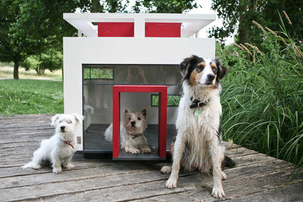¿Tienes más de un perro? ¡Linda casita!